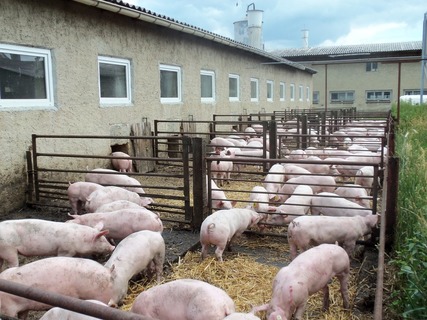Schweinestall Bronkow
